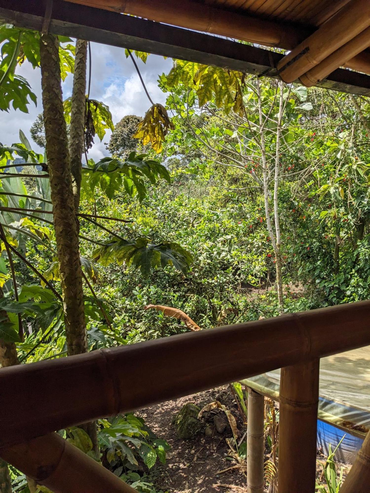 Golden Tree Mindo Eco-Lodge Ngoại thất bức ảnh